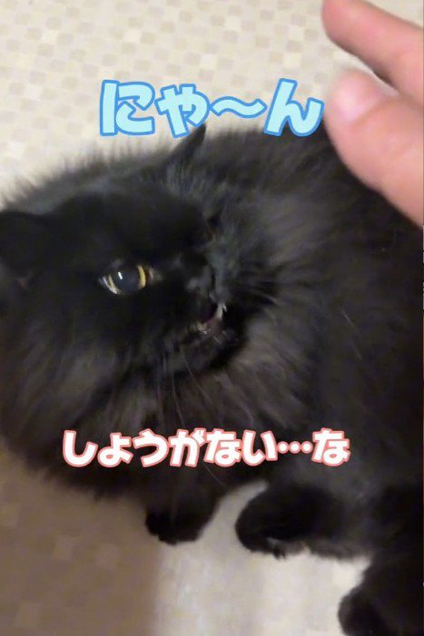 手に向かって鳴く猫