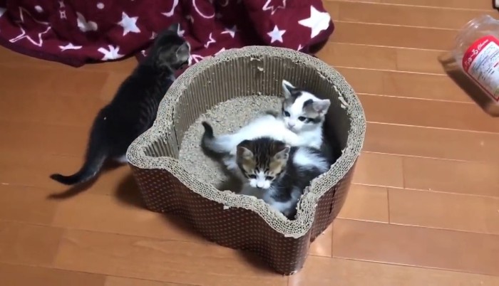 固まる子猫ちゃん達