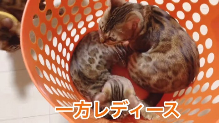 カゴに入る2匹の猫