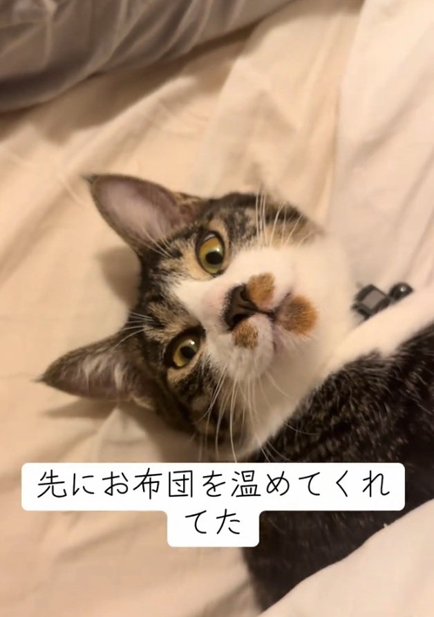 振り向く猫