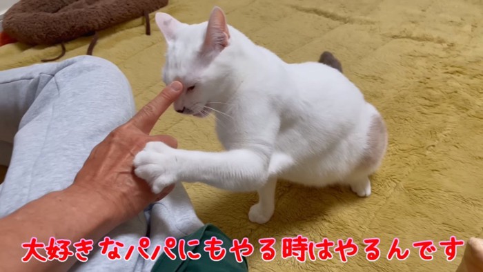 手を叩く猫