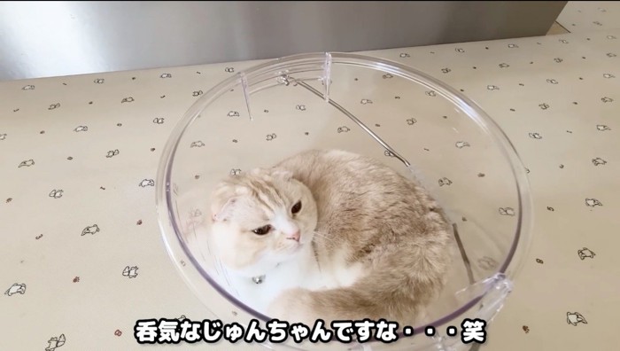 バケツの中で丸まっている猫