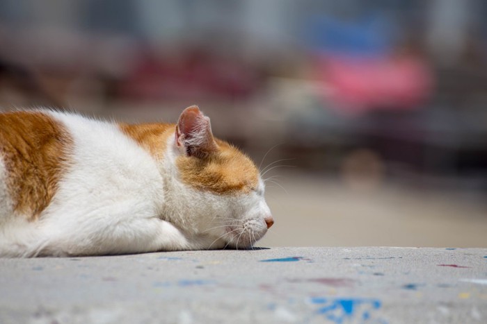 寝そべっている猫