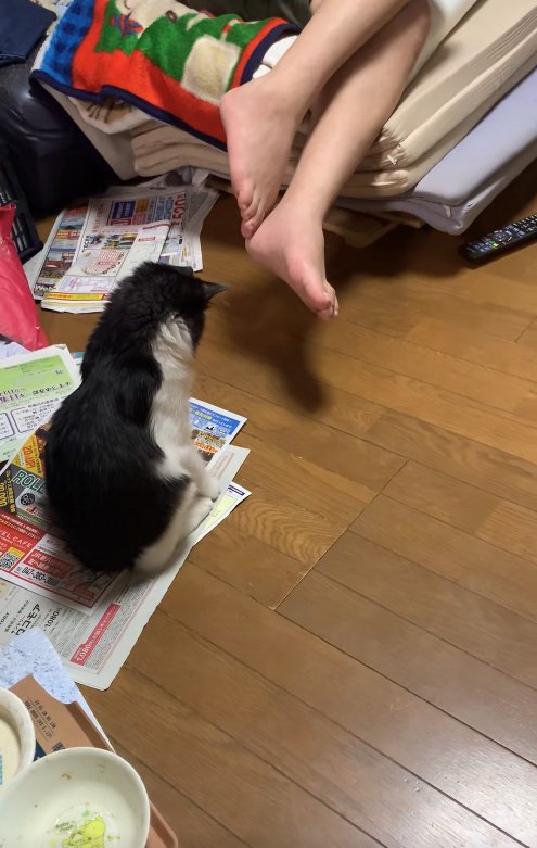 チラシの上でお座りしてやや前傾姿勢になっている子猫