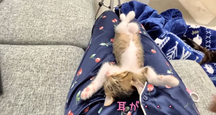 膝の上で眠る猫