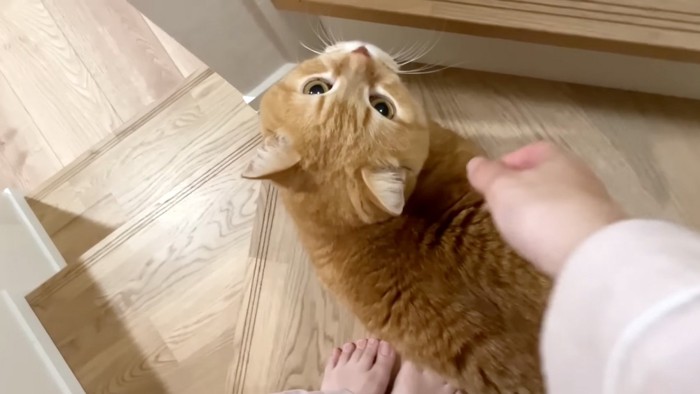 寄り添う猫