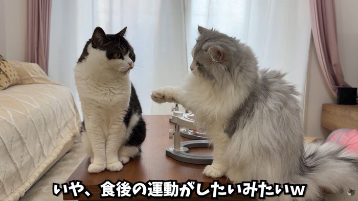 テロップ「いや、食後の~」