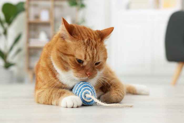 ボールで遊ぶ猫