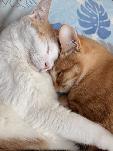 頭をくっつけて眠る2匹の猫