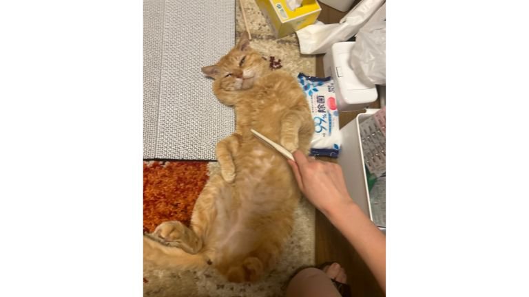 寝転がる猫