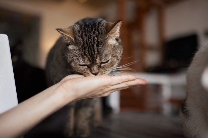 人の手からフードを食べる猫