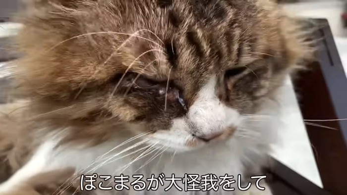 ボロボロの猫