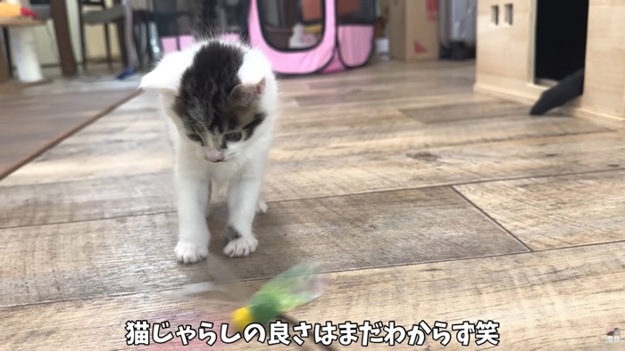 テロップ「猫じゃらしの良さは~」