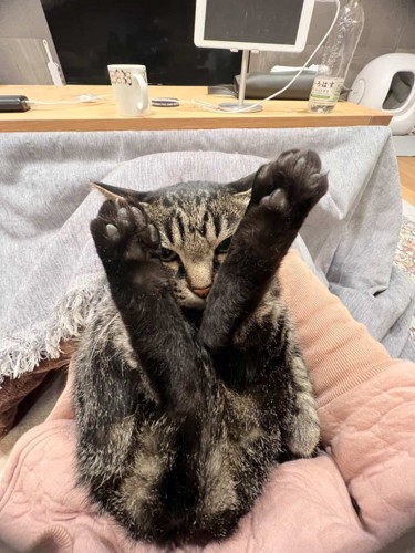 顔の前で足をクロスして上げる猫
