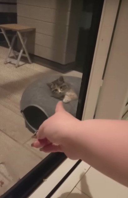 指を見る子猫