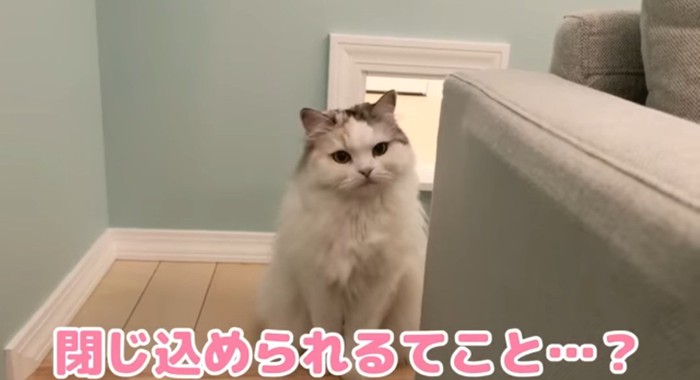 見つめる猫