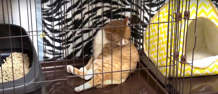 毛づくろいをする猫%%すっかりリラックスしている様子