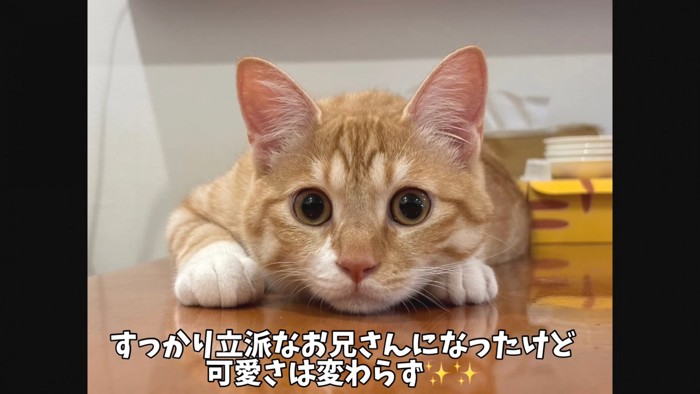 目を丸くする猫