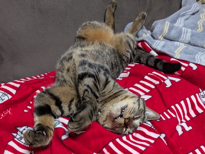 ブランケットの上でへそ天で寝る猫