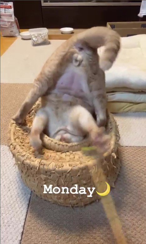 つぼに入る猫