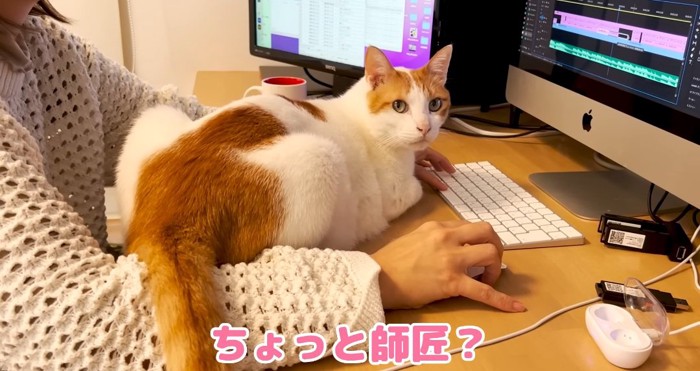 甘える猫