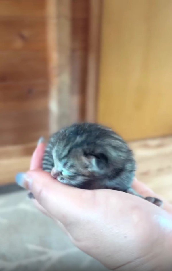 生まれたばかりの子猫