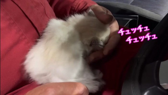 チュッチュ チュッチュ