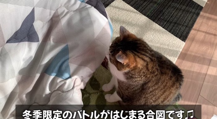 布団の前の猫