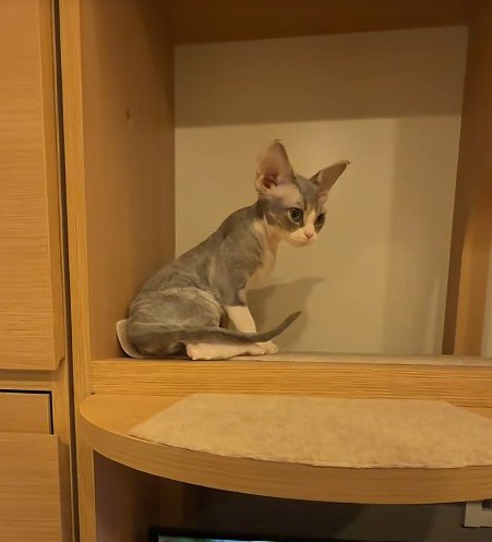 棚の中の子猫
