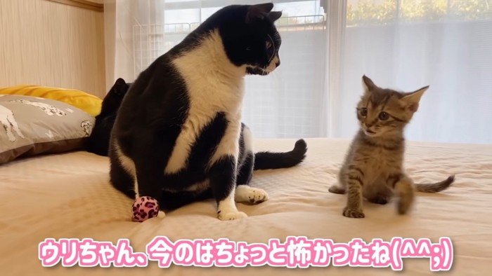 座る白黒猫と不安そうな顔の子猫