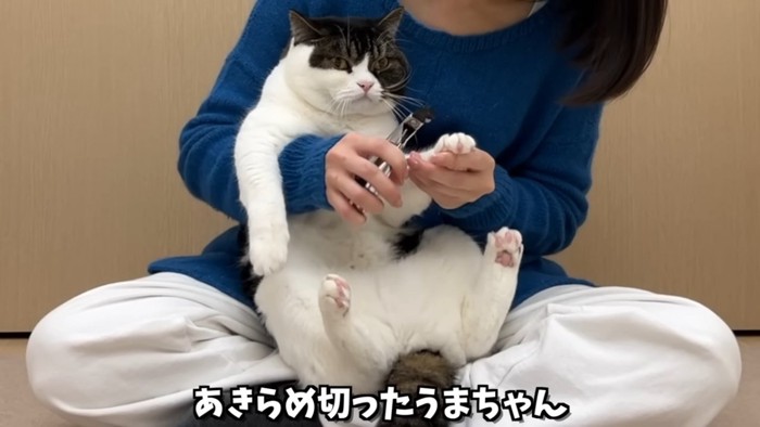 爪切りをされる立ち耳の猫