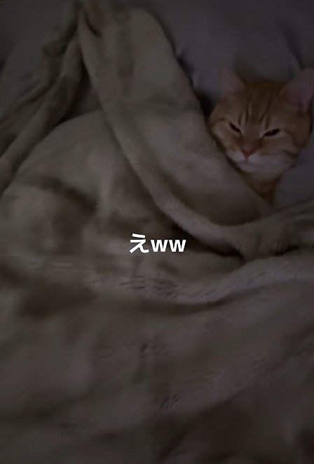布団に入った猫
