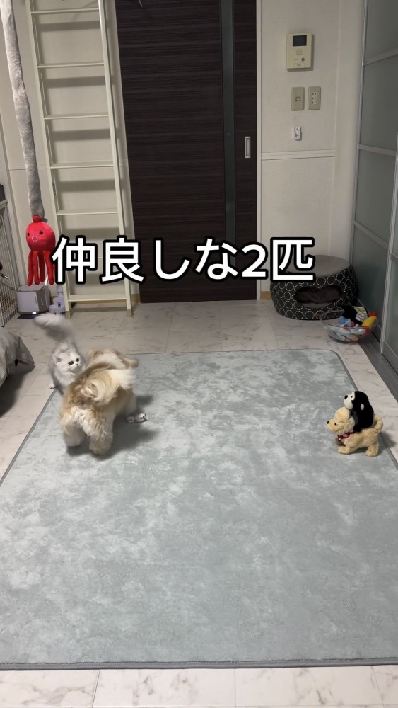 じゃれ合う犬と猫