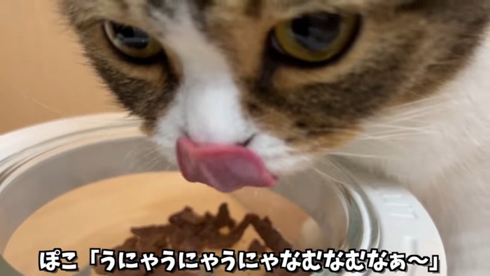 鼻をなめる猫