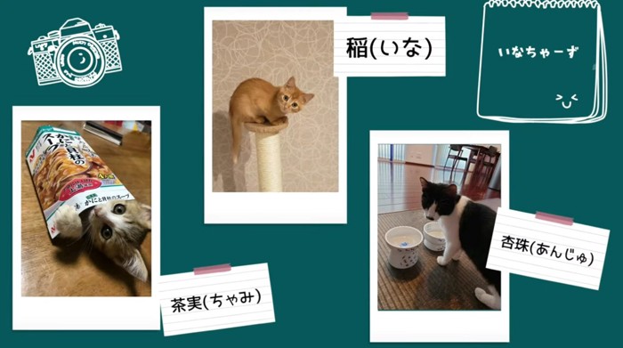 床に寝転がっている猫猫