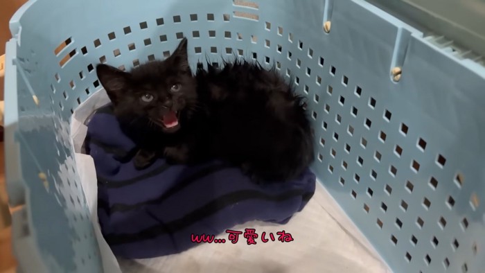 威嚇する子猫