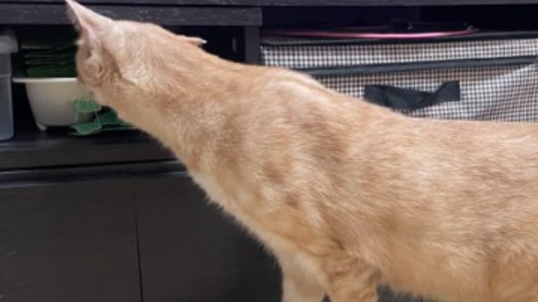 猫の後ろ姿