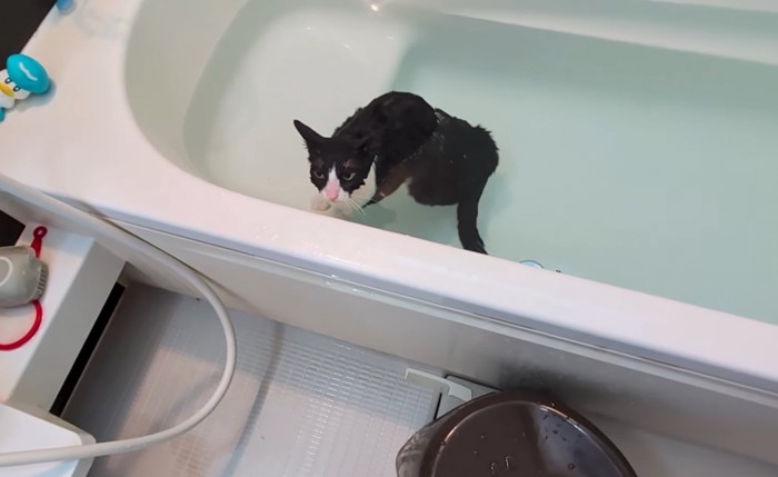 入浴する猫2