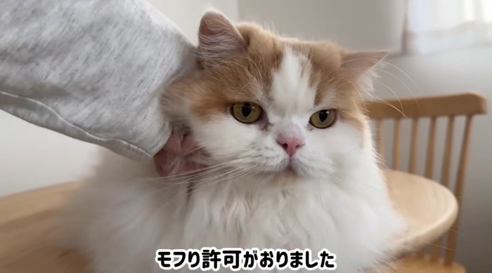 なでられている猫