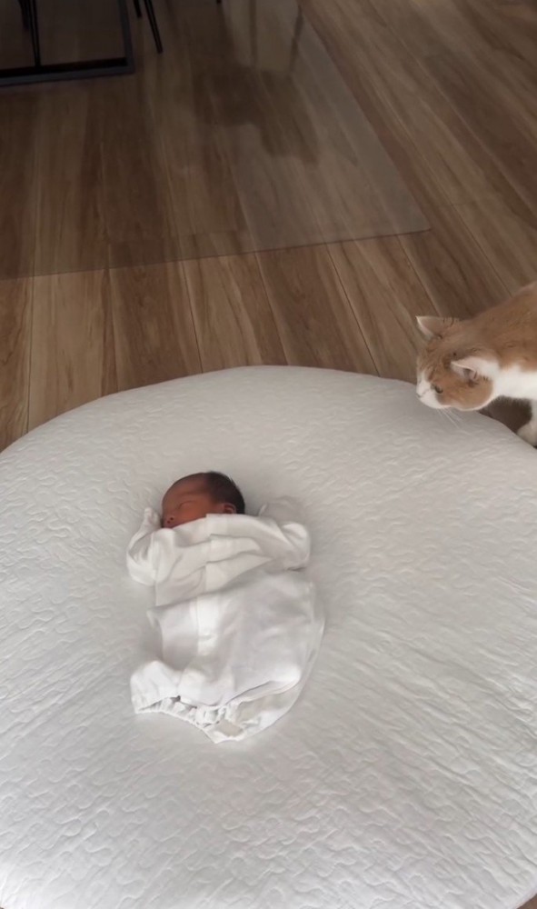 右から見つめる猫