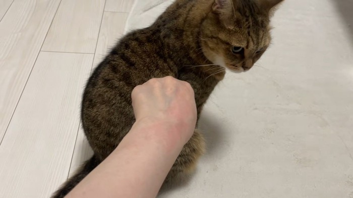 背中を向けて座る猫