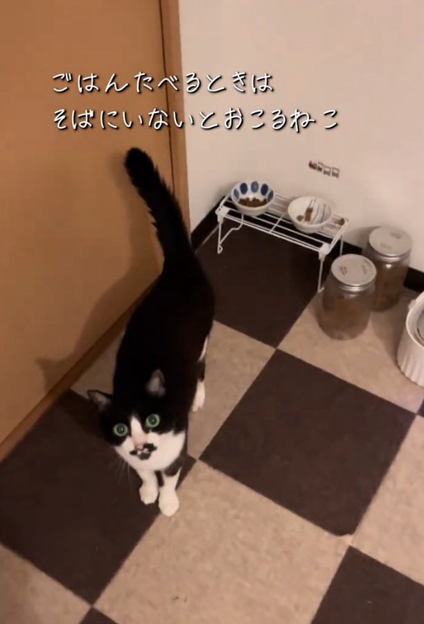 見つめる猫