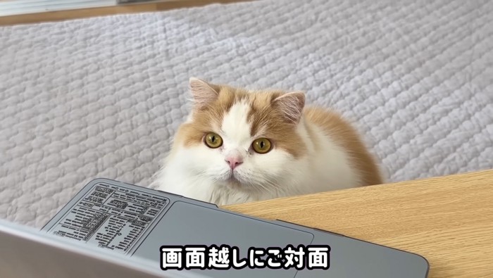 画面越しにご対面