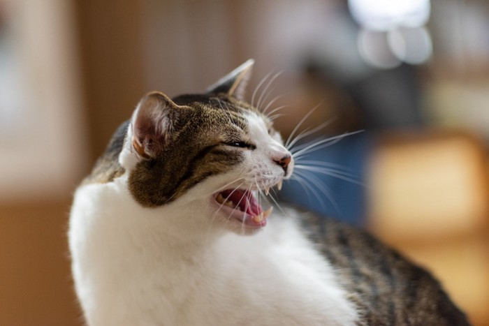 振り返って鳴く猫