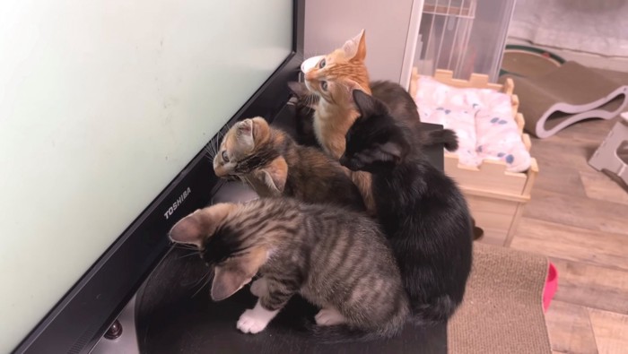 下を見るように首を傾げる子猫たち