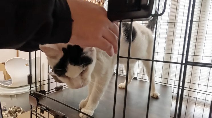 ケージ内で撫でられる猫
