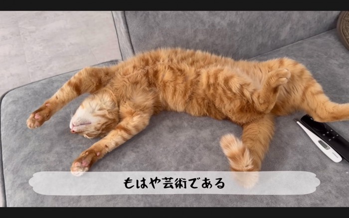 寝相が悪い猫