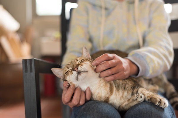 膝の上で撫でられる猫