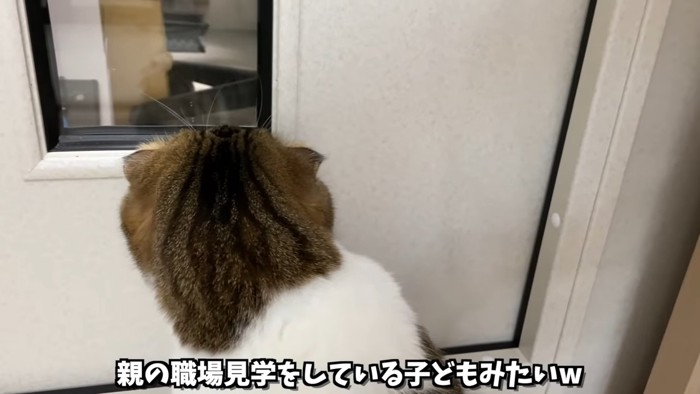 部屋をのぞく猫