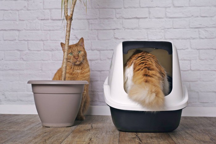 トイレに入る猫と隣に座っている猫